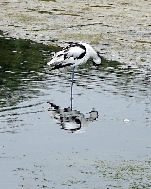 avocet